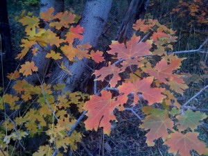 Fall colors close-up in Maples